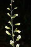 Spiked wild indigo